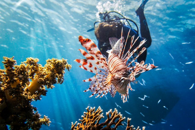 Dive Resorts Tailored for Families